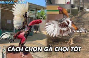 Hướng dẫn cách chọn gà chọi tốt