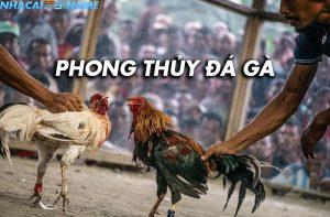 Cùng P3 tìm hiểu về phong thủy đá gà