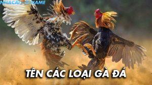 Kể tên các loại gà đá phổ biến