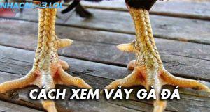 Hướng dẫn cách xem vảy gà đá